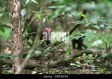 Les feuilles d'un arbre sont photographiées dans un fond de macaques à crête (Macaca nigra) qui se nourrissent sur le sol dans la réserve naturelle de Tangkoko, Sulawesi du Nord, Indonésie. Un rapport d'une équipe de scientifiques dirigée par Marine Joly, basé sur des recherches menées de 2012 à 2020, a révélé que la température augmente jusqu'à 0,2 degrés Celsius par an dans la forêt de Tangkoko, et que l'abondance globale des fruits diminue également. « Une grande partie de la perception publique des effets de la crise climatique est liée aux scénarios calculés pour 2050 et au-delà. Pourtant, les effets de la crise climatique sont... Banque D'Images