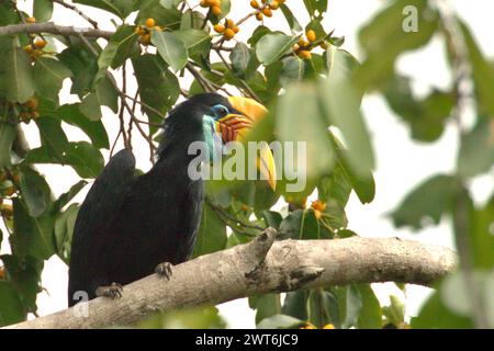 Une femelle de bec de corne à boutons, ou parfois appelée bec de corne ridé de Sulawesi (Rhyticeros cassidix), est photographiée alors qu'elle se perche sur une branche d'un figuier dans une zone végétalisée près du mont Tangkoko et du mont Duasudara à Bitung, Sulawesi du Nord, Indonésie. Un rapport d'une équipe de scientifiques dirigée par Marine Joly, basé sur des recherches menées de 2012 à 2020, a révélé que la température augmente jusqu'à 0,2 degrés Celsius par an dans la forêt de Tangkoko, et que l'abondance globale des fruits diminue également. "Une grande partie de la perception publique des effets de la crise climatique est... Banque D'Images