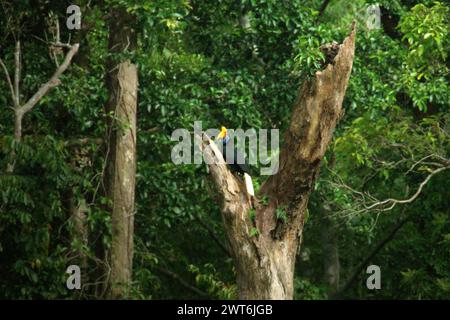 Un individu femelle de bec-de-corne à boutons (Rhyticeros cassidix) se perche sur un arbre mort dans une zone de forêt tropicale près du mont Tangkoko et Duasudara à Bitung, dans le Sulawesi du Nord, en Indonésie. Un rapport d'une équipe de scientifiques dirigée par Marine Joly, basé sur des recherches menées de 2012 à 2020, a révélé que la température augmente jusqu'à 0,2 degrés Celsius par an dans la forêt de Tangkoko, et que l'abondance globale des fruits diminue également. « Une grande partie de la perception publique des effets de la crise climatique est liée aux scénarios calculés pour 2050 et au-delà. Pourtant, les effets de la crise climatique le sont Banque D'Images