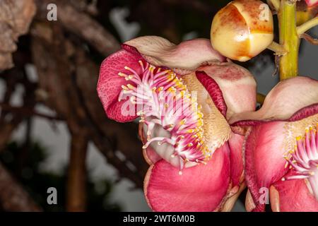 Sri Lanka, Tangalla, fleur d'arbre de Cannonball, Couroupita guianensis Banque D'Images