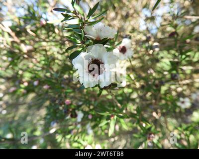 Leptospermum scoparium ou branche de manuka avec de belles fleurs blanches. Banque D'Images
