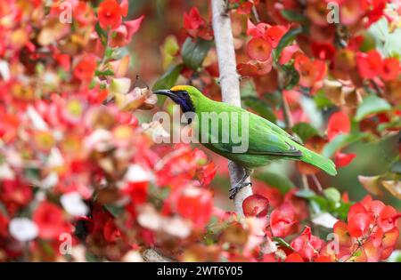 Leafbird à fronts dorés (Chloropsis aurifrons). Les Leafbird à fronts dorés sont des éleveurs résidents communs en Inde, au Sri Lanka et dans certaines parties de l'Asie du Sud-est. Banque D'Images