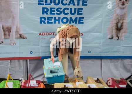 Bandung, Indonésie. 16 mars 2024. Vétérinaire prend le chat errant pour la stérilisation dans Bandung collaboration avec adoptons l'Indonésie et la Fondation Brady Hunter, les chats errants ont été stérilisés pour surmonter la surpopulation de chats errants et la rage qui attaque les animaux, en particulier les chats errants. (Photo de Dimas Rachmatsyah/Pacific Press) crédit : Pacific Press Media production Corp./Alamy Live News Banque D'Images