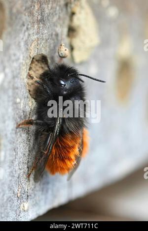 Gros plan naturel sur une abeille mason à cornes européenne noire et rouge colorée, duveteuse, Osmia cornuta Banque D'Images