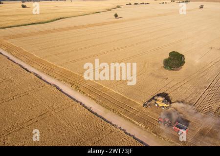 Antenne de moissonneuses-batteuses récoltant le blé près de Wallumbilla sur le Maranoa Queensland Australie Banque D'Images