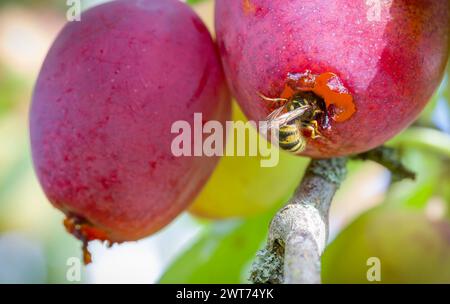 Guêpes communes (Vespula vulgaris) mangeant des prunes mûres poussant sur un arbre dans un jardin en automne, Royaume-Uni Banque D'Images