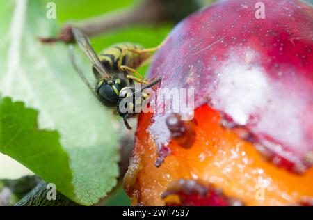 Guêpe commune (Vespula vulgaris) mangeant une prune mûre poussant sur un arbre dans un jardin en automne, Royaume-Uni Banque D'Images