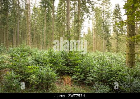 Reboisement. De nouveaux conifères poussent dans une forêt de Chiltern Hills. Wendover, Buckinghamshire, Royaume-Uni Banque D'Images