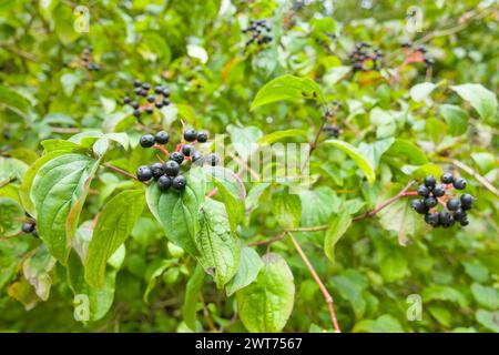 Dogwood (Cornus sanguinea). Gros plan des baies et des feuilles d'un arbuste de cornouiller poussant dans une haie britannique Banque D'Images