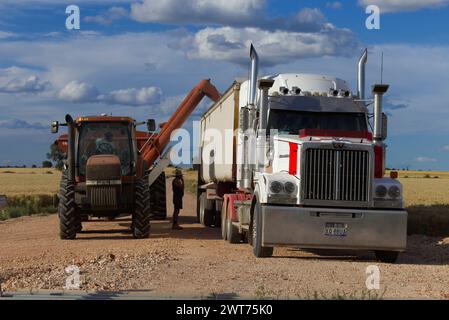 Débarquement du blé de « Wonga Park » sur un camion pour le transport à Wallumbilla Queensland Australie Banque D'Images