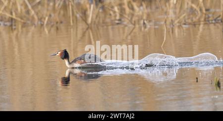 Great Crested Grebe (Podiceps cristatus) cavorting à travers l'eau pendant la cour printanière sur un lac dans le Somerset Levels, Somerset, Royaume-Uni Banque D'Images