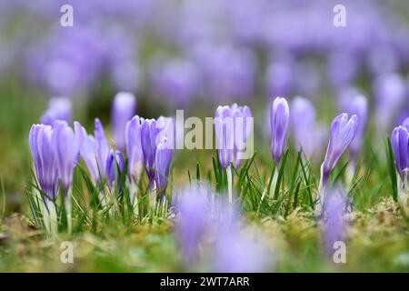 Lacnov, République tchèque. 16 mars 2024. Des milliers de fleurs du rare safran à fleurs blanches (Crocus albiflorus) ont fleuri dans les prairies et les jardins près de Lacnov, région de Vsetin, République tchèque, 16 mars 2024 crédit : Dalibor Gluck/CTK photo/Alamy Live News Banque D'Images