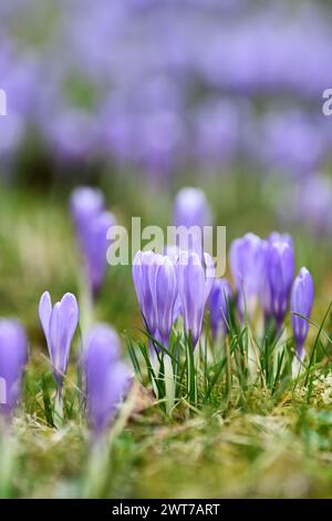 Lacnov, République tchèque. 16 mars 2024. Des milliers de fleurs du rare safran à fleurs blanches (Crocus albiflorus) ont fleuri dans les prairies et les jardins près de Lacnov, région de Vsetin, République tchèque, 16 mars 2024 crédit : Dalibor Gluck/CTK photo/Alamy Live News Banque D'Images