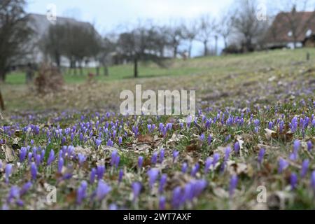 Lacnov, République tchèque. 16 mars 2024. Des milliers de fleurs du rare safran à fleurs blanches (Crocus albiflorus) ont fleuri dans les prairies et les jardins près de Lacnov, région de Vsetin, République tchèque, 16 mars 2024 crédit : Dalibor Gluck/CTK photo/Alamy Live News Banque D'Images