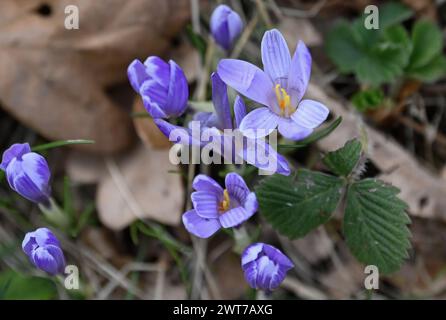 Lacnov, République tchèque. 16 mars 2024. Des milliers de fleurs du rare safran à fleurs blanches (Crocus albiflorus) ont fleuri dans les prairies et les jardins près de Lacnov, région de Vsetin, République tchèque, 16 mars 2024 crédit : Dalibor Gluck/CTK photo/Alamy Live News Banque D'Images