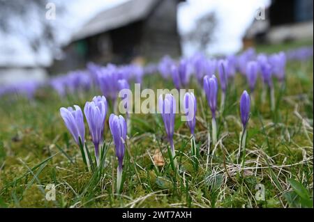 Lacnov, République tchèque. 16 mars 2024. Des milliers de fleurs du rare safran à fleurs blanches (Crocus albiflorus) ont fleuri dans les prairies et les jardins près de Lacnov, région de Vsetin, République tchèque, 16 mars 2024 crédit : Dalibor Gluck/CTK photo/Alamy Live News Banque D'Images