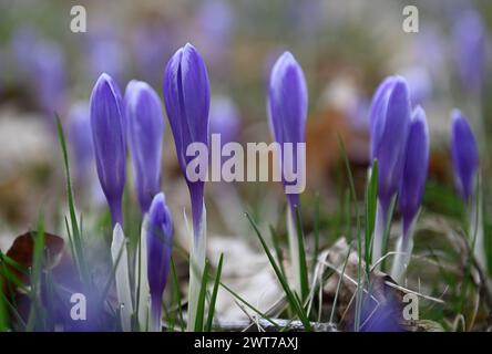 Lacnov, République tchèque. 16 mars 2024. Des milliers de fleurs du rare safran à fleurs blanches (Crocus albiflorus) ont fleuri dans les prairies et les jardins près de Lacnov, région de Vsetin, République tchèque, 16 mars 2024 crédit : Dalibor Gluck/CTK photo/Alamy Live News Banque D'Images