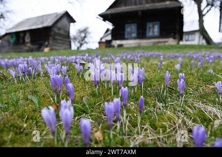 Lacnov, République tchèque. 16 mars 2024. Des milliers de fleurs du rare safran à fleurs blanches (Crocus albiflorus) ont fleuri dans les prairies et les jardins près de Lacnov, région de Vsetin, République tchèque, 16 mars 2024 crédit : Dalibor Gluck/CTK photo/Alamy Live News Banque D'Images