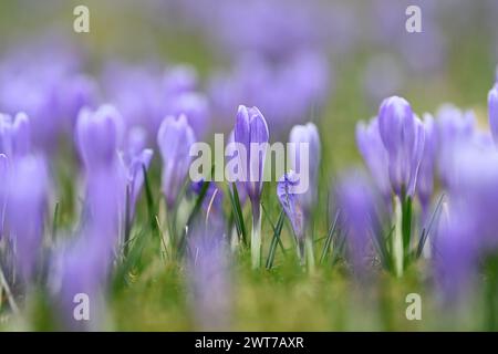 Lacnov, République tchèque. 16 mars 2024. Des milliers de fleurs du rare safran à fleurs blanches (Crocus albiflorus) ont fleuri dans les prairies et les jardins près de Lacnov, région de Vsetin, République tchèque, 16 mars 2024 crédit : Dalibor Gluck/CTK photo/Alamy Live News Banque D'Images