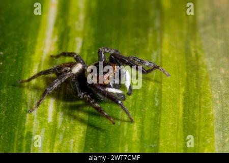 Adanson's House Jumper Spider (Hasarius adansoni) mâle adulte sur une feuille. Trouvé dans un centre de jardinage. Carrmarthenshire, pays de Galles. Novembre. Banque D'Images