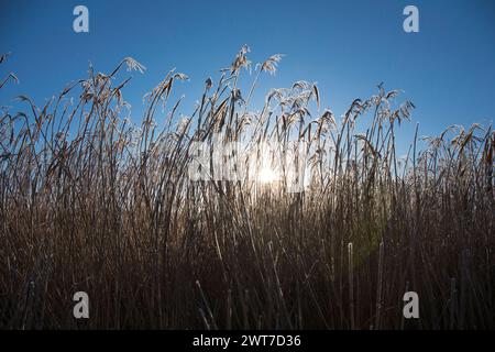 Tiges et têtes de roseau commun (Phragmites australis) par un matin glacial. Lancashire, Angleterre. Décembre. Banque D'Images