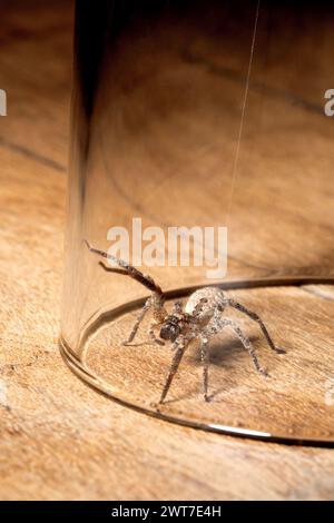 Araignée Nosferatu, piégée sous verre sur panneau de bois Banque D'Images