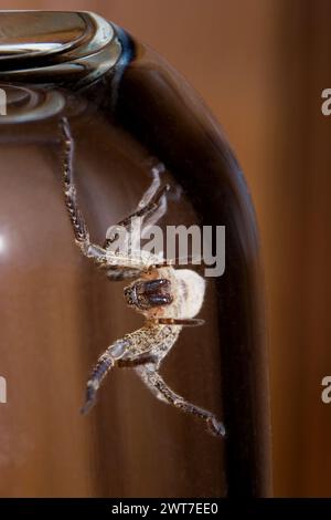 Araignée Nosferatu, coincée sous verre, macro Banque D'Images