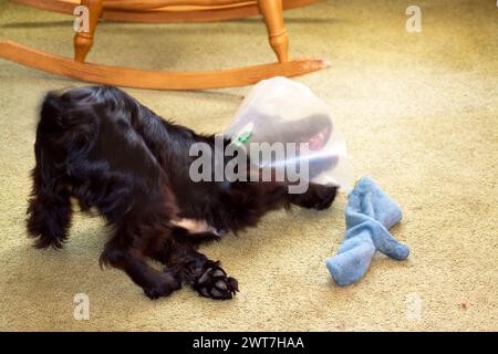 Cocker Spaniel avec collier de tête en raison de l'opération .jouer avec un jouet Banque D'Images