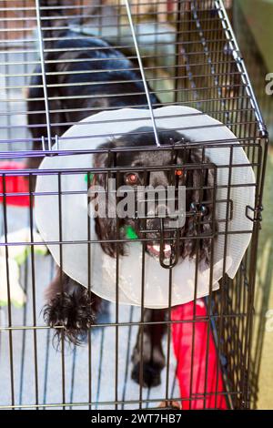 Cocker Spaniel avec collier de tête en raison de l'opération . Banque D'Images