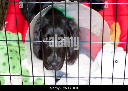 Cocker Spaniel avec collier de tête en raison de l'opération . Banque D'Images