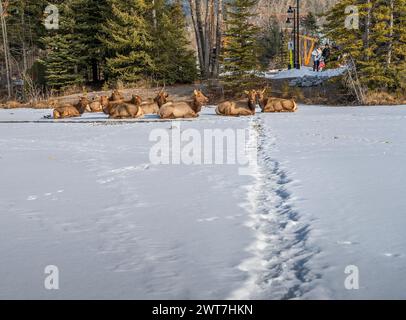 Canmore, Alberta, Canada – 14 mars 2024 : les gens observent un élan taureau avec un harem reposant sur un ruisseau gelé dans la ville Banque D'Images