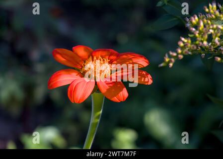 tournesol mexicain tithonia rotundifolia lumière du côté droit Banque D'Images