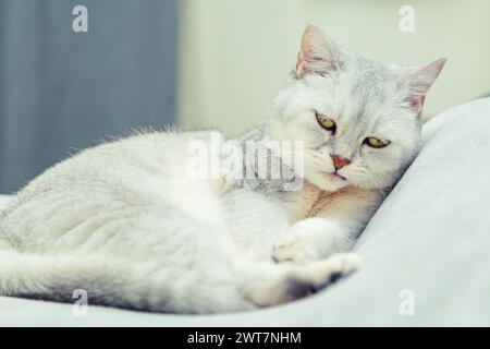 Triste Scottish Straight Cat se trouve sur le lit. Le chat écossais se lèche sur le lit. Animal domestique à la maison. Banque D'Images