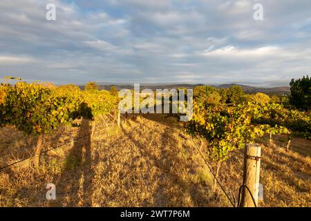 Vignoble et vignes australiens au crépuscule de l'heure bleue dans la Barossa Valley, la plus ancienne région viticole d'Australie méridionale, 2024 Banque D'Images