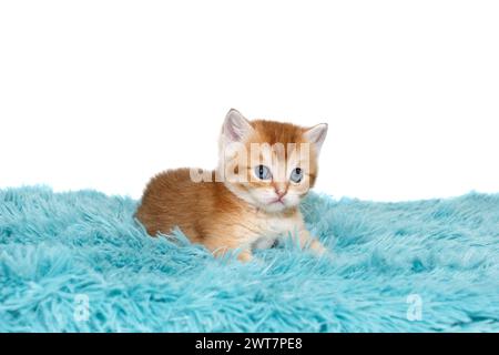 Chaton écossais aux yeux bleus, de couleur rouge rayée, âge de 1 mois, repose sur un plaid bleu. Isolé sur fond blanc. Banque D'Images