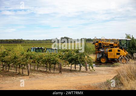 Barossa Valley, cueillette de raisin de vin et récolte dans le vignoble avec tracteurs et machines de cueillette de raisin, Australie méridionale, 2024 Banque D'Images