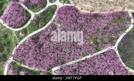 XI'AN, CHINE - 16 MARS 2024 - les touristes visitent les fleurs de pruniers en pleine floraison à Xi 'an, province de Shaanxi, Chine, 16 mars 2024. Banque D'Images