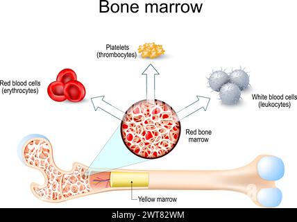 Moelle osseuse rouge et moelle jaune. Hématopoïèse. Plaquettes thrombocytes, globules blancs ou leucocytes, globules rouges ou érythrocytes. Vecteur ill Illustration de Vecteur