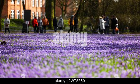 Husum, Allemagne. 16 mars 2024. Les gens font une promenade dans le parc du château de Husum. Le 16 mars 2024, le 26e Crocus Blossom Festival a ouvert ses portes dans la ville portuaire de la mer du Nord. Crédit : Frank Molter/dpa/Alamy Live News Banque D'Images