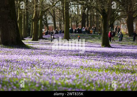 Husum, Allemagne. 16 mars 2024. Les gens font une promenade dans le parc du château de Husum. Le 16 mars 2024, le 26e Crocus Blossom Festival a ouvert ses portes dans la ville portuaire de la mer du Nord. Crédit : Frank Molter/dpa/Alamy Live News Banque D'Images