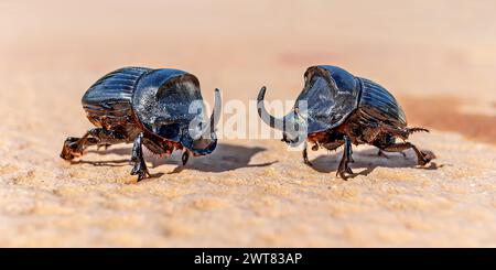 Gros plan de deux coléoptères mâles adultes du rhinocéros européen (Oryctes nasicornis) - centre de Minorque Banque D'Images