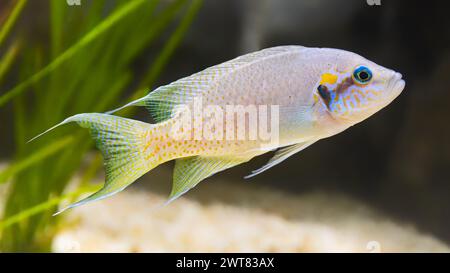 Vue rapprochée d'un cichlide princesse (Neolamprologus brichardi) Banque D'Images