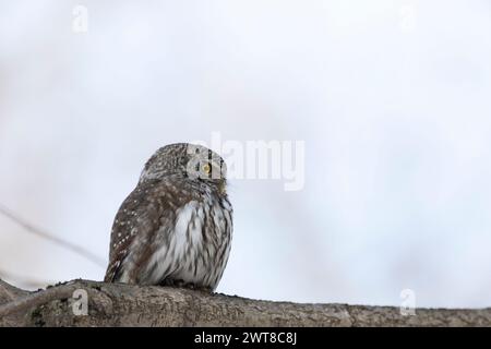 Hibou pygmée eurasien assis sur une branche d'arbre au printemps de près Banque D'Images