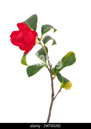 Branche de camélia commune en floraison isolée sur fond blanc, Camellia japonica Banque D'Images
