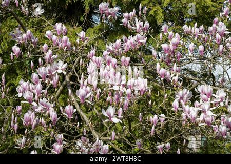 Maginificent Magnolia de printemps en floraison Banque D'Images