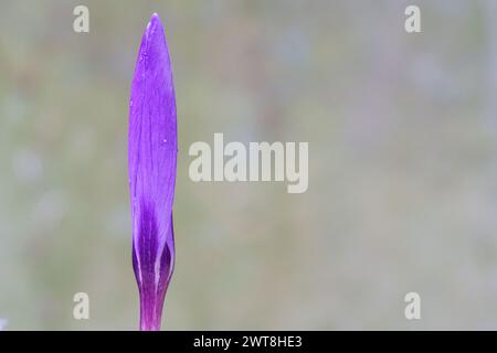 Un seul crocus violet dans le vieux cimetière de Southampton Banque D'Images