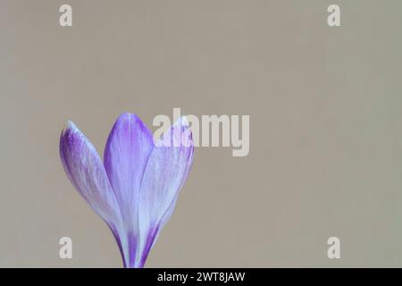 Un seul crocus violet dans le vieux cimetière de Southampton Banque D'Images