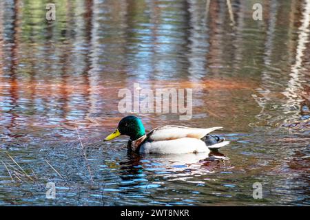 Un canard avec une tête à plumes vertes dans l'eau Banque D'Images