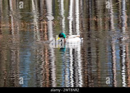 Un canard avec une tête à plumes vertes dans l'eau Banque D'Images