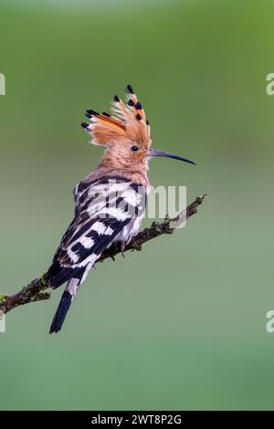 Un gros plan vertical d'un hoopoe eurasien (Upupa epops) perché sur une branche d'arbre Banque D'Images